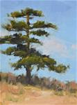 Twirling Pine - Tree Gesture 1 - Posted on Sunday, February 8, 2015 by Laurel Daniel