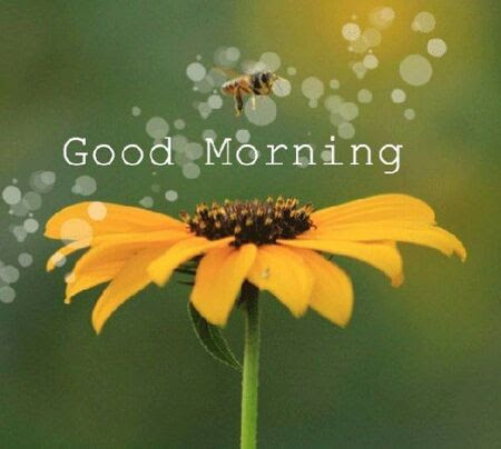 Good-Morning-Bee-Flower