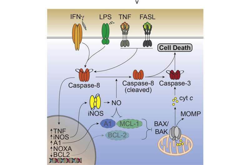 Molecular 'culprit' caught driving cell death and inflammation