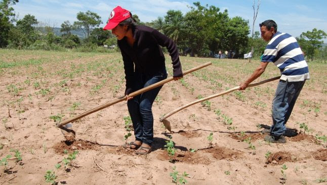 agricultura familiar