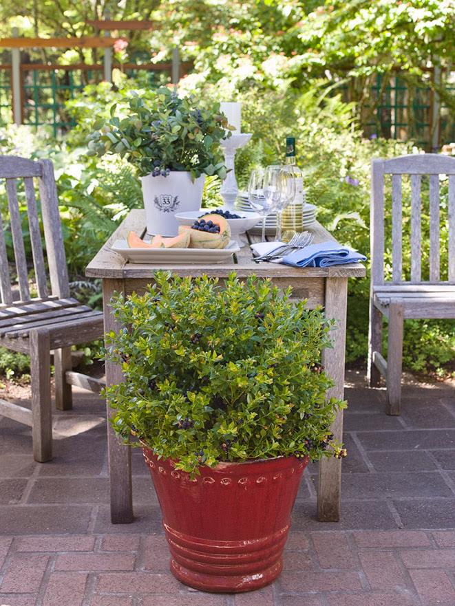 SIMPLE TIPS FOR GROWING BLUEBERRIES BRAZELBERRIES-blueberry-glaze-Laurie-Black