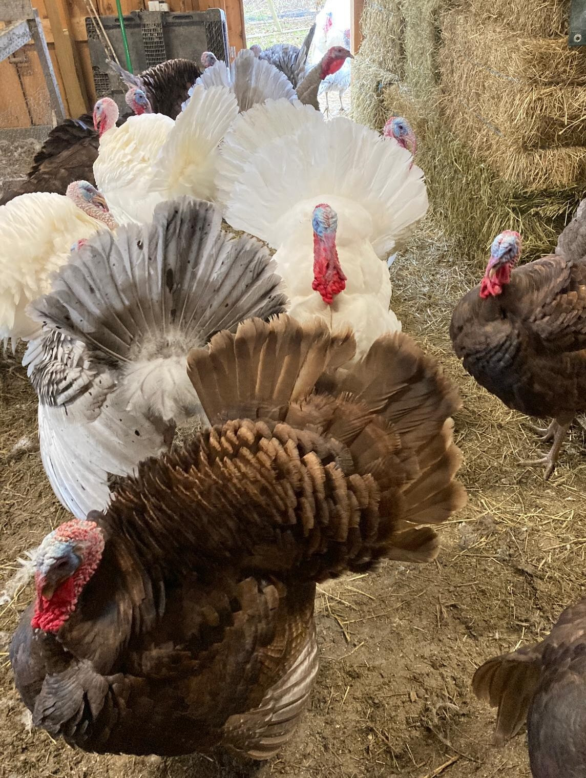 Turkeys inside 2