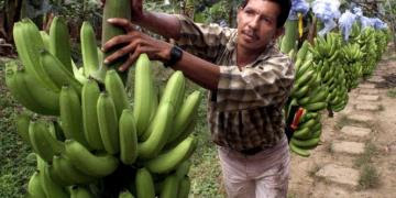 Exportaciones mundiales de banano crecen 1.7% en 2020