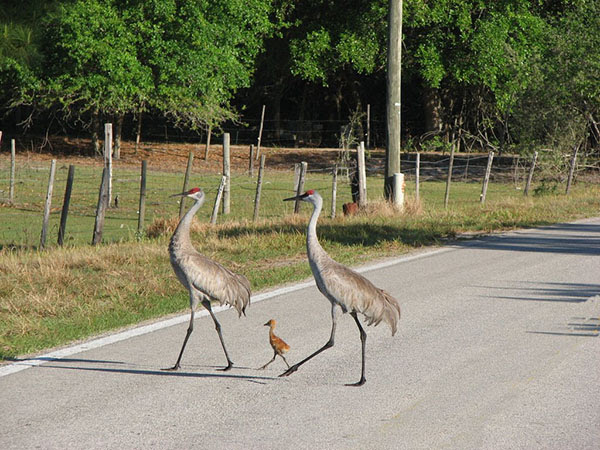 More cranes