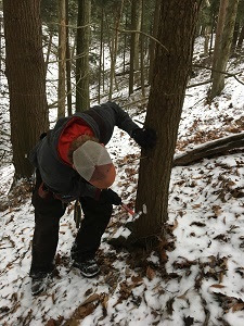 Surveying for hemlock woolly adelgid in a snowy forest
