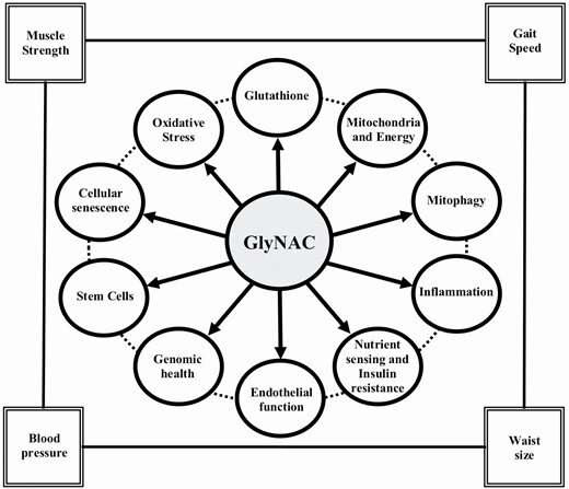 GlyNAC supplementation reverses aging hallmarks in aging humans