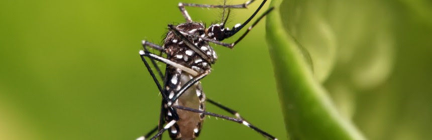 Aedes_aegypti