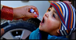 The figure above is a photograph showing a child in Pakistan receiving oral poliovirus vaccine.