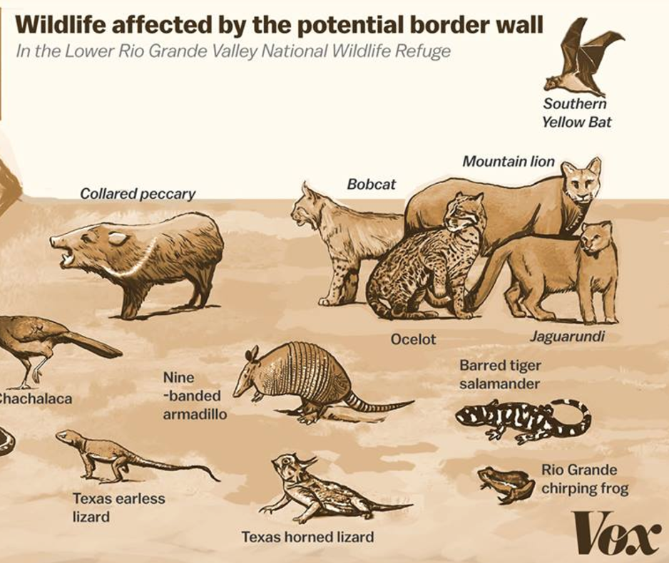Wildlife wall