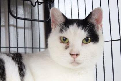 Most Eligible Cat Of The Week! 606d71fc-46f5-4ec2-a667-2d52c49831e31