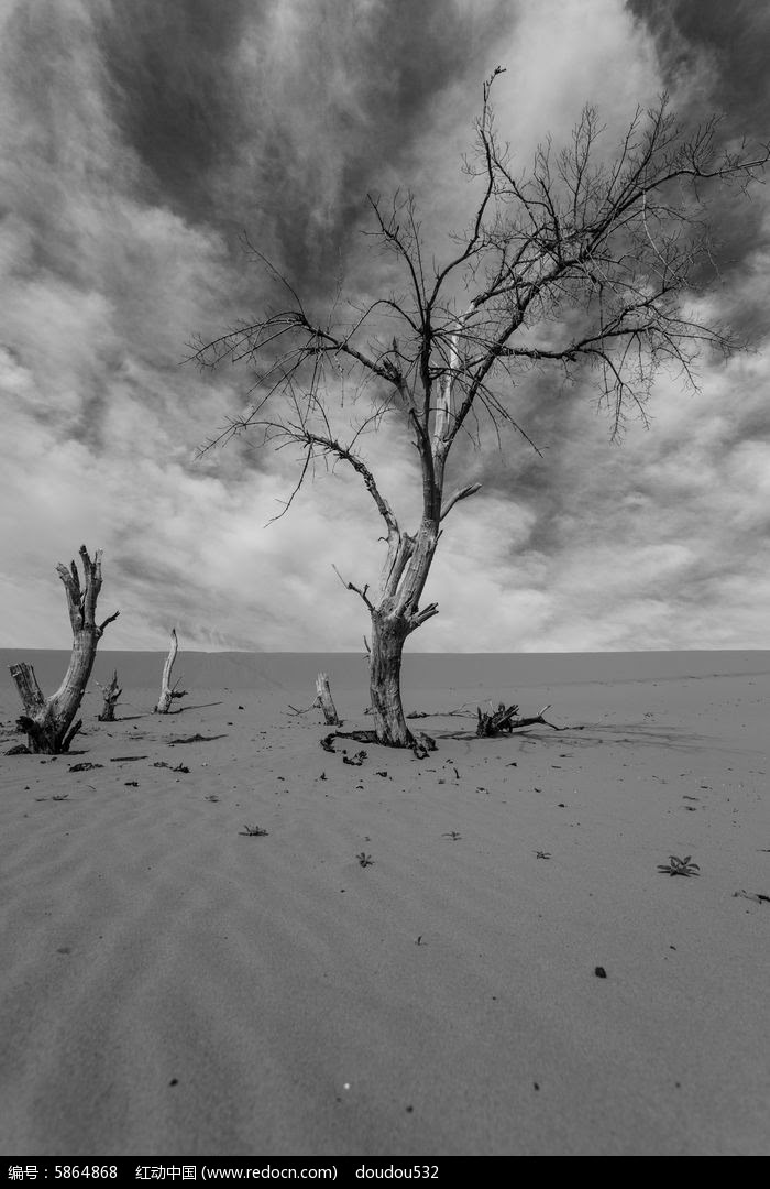 沙漠中的枯樹榦圖片