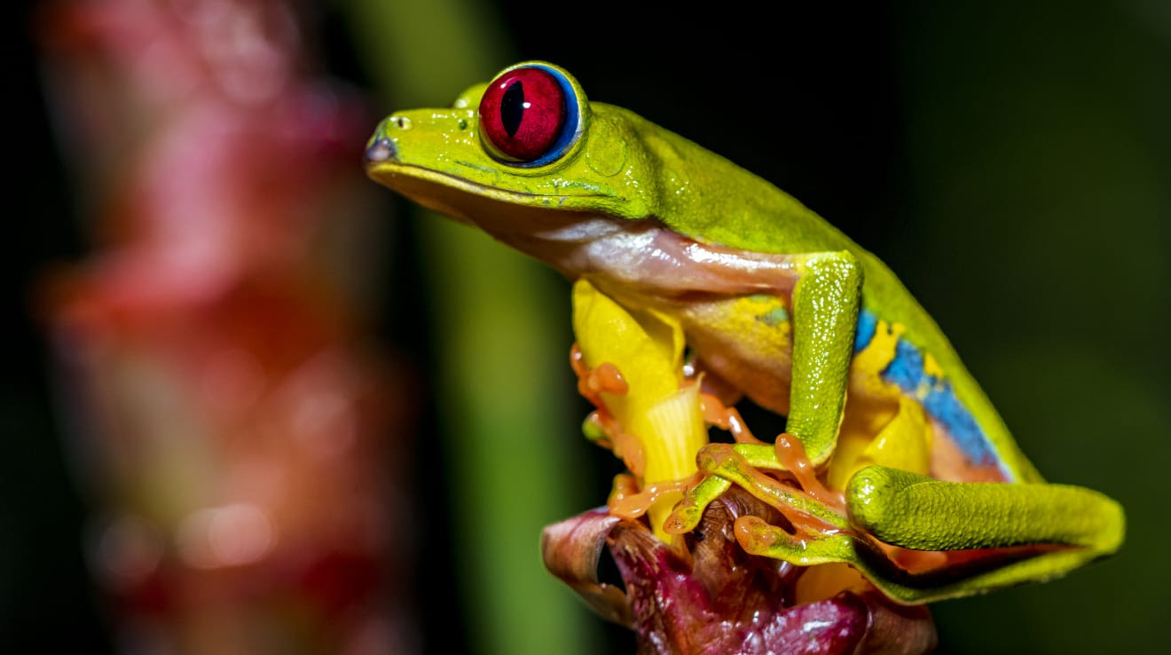 Una colorida rana verde de ojos rojos está sentada sobre una flor