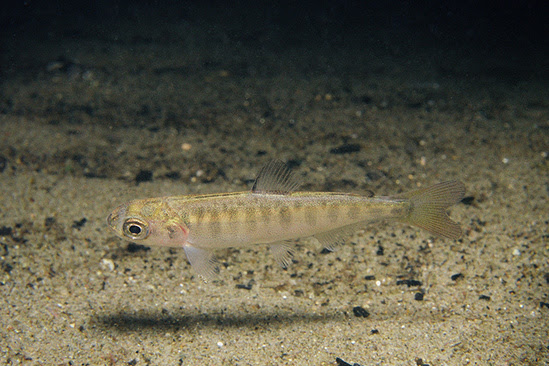 juvenile chinook salmon WA USFWS_750x500.jpg