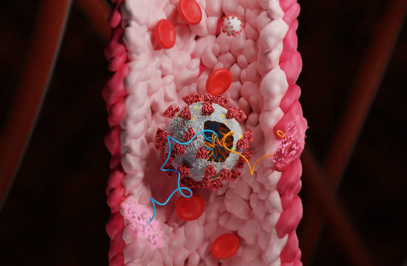 COVID-19 is seen in a blood vessel (Illustrative). (photo credit: TEL AVIV UNIVERSITY)