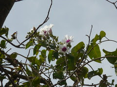 Adamboe (in Malayalam)