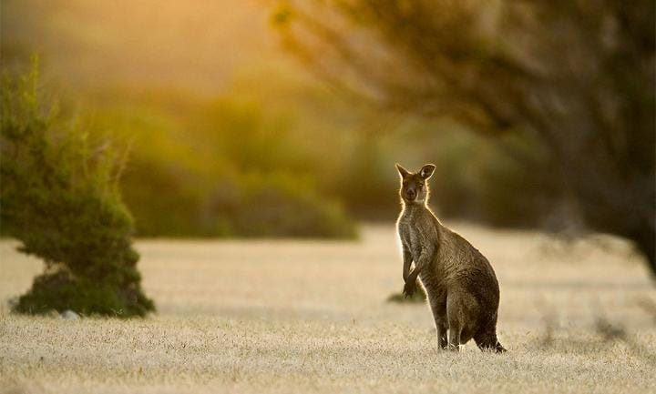 Meet the locals on Kangaroo Island
