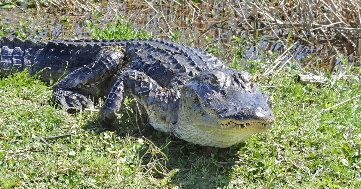 Oyster Radio: FWC provides important alligator safety advice