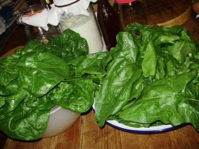 Processing the spinach mountain late at night!