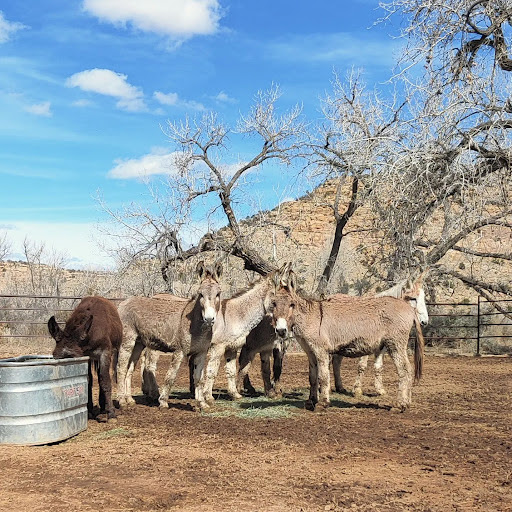 The group of burros stand happily drinking and eating from their trough