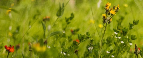 field of wildflowers and grasses