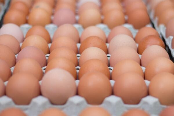 Según comentó, de la producción total de huevos, el 3%, es decir, 500 millones de unidades se envían al exterior, y el producto que más se exporta es el huevo procesado