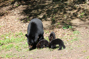 female black bear with cubs