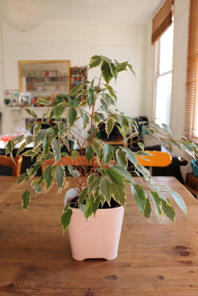 House plant FICUS BENJAMINA with pot in Archway, London Gumtree