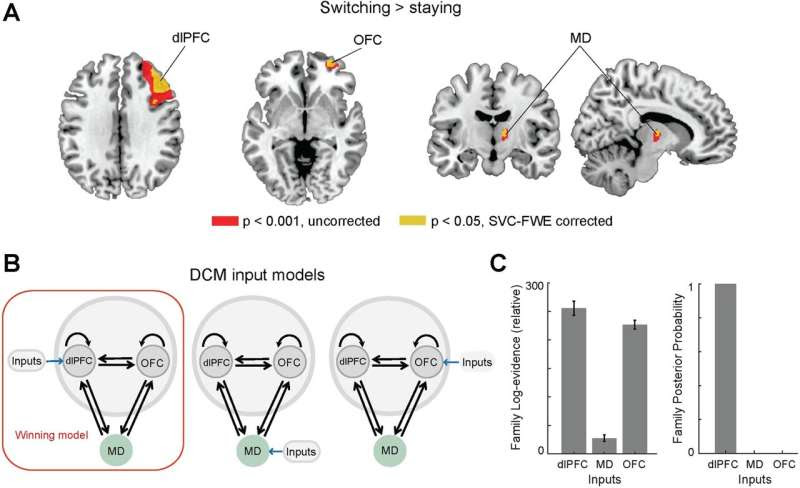 Mouse-human comparison reveals unexpected functions of the thalamus