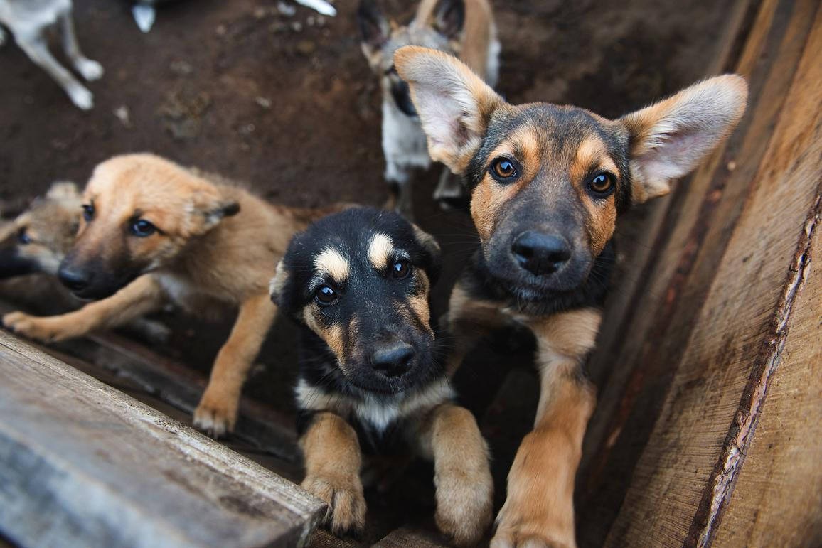 Puppies locked in the cage