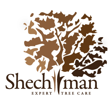 shechtman%20logo.png