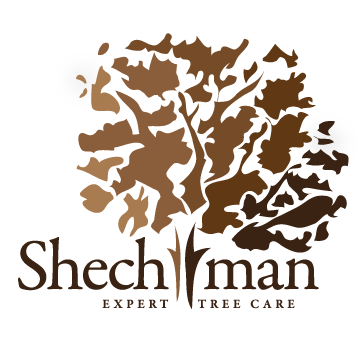 shechtman.png