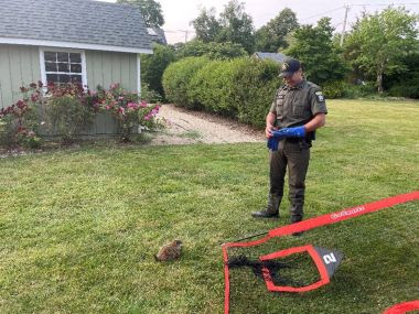 ECO looks on as freed groundhog recovers from being tangled in a sports net