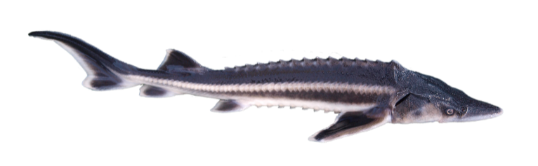 Ship Sturgeon (Acipenser nudiventris), @Thomas Friedrich (IHG BOKU)