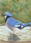 Bathing Blue Jay - Posted on Saturday, February 21, 2015 by Jane Frederick