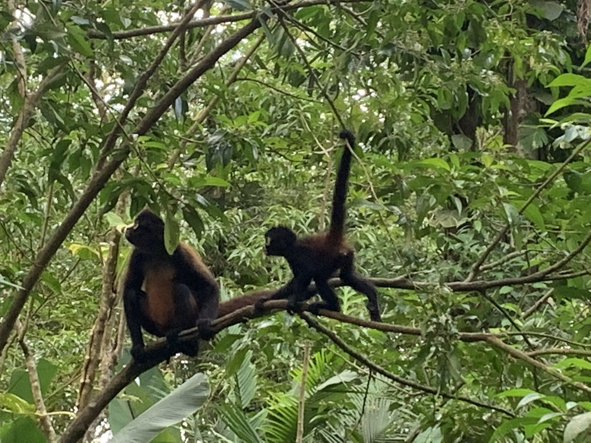 A spider monkey and her juvenile offspring sit in a tree and look up into the rainforest