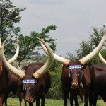 Inyambo cows reserved to batutsis