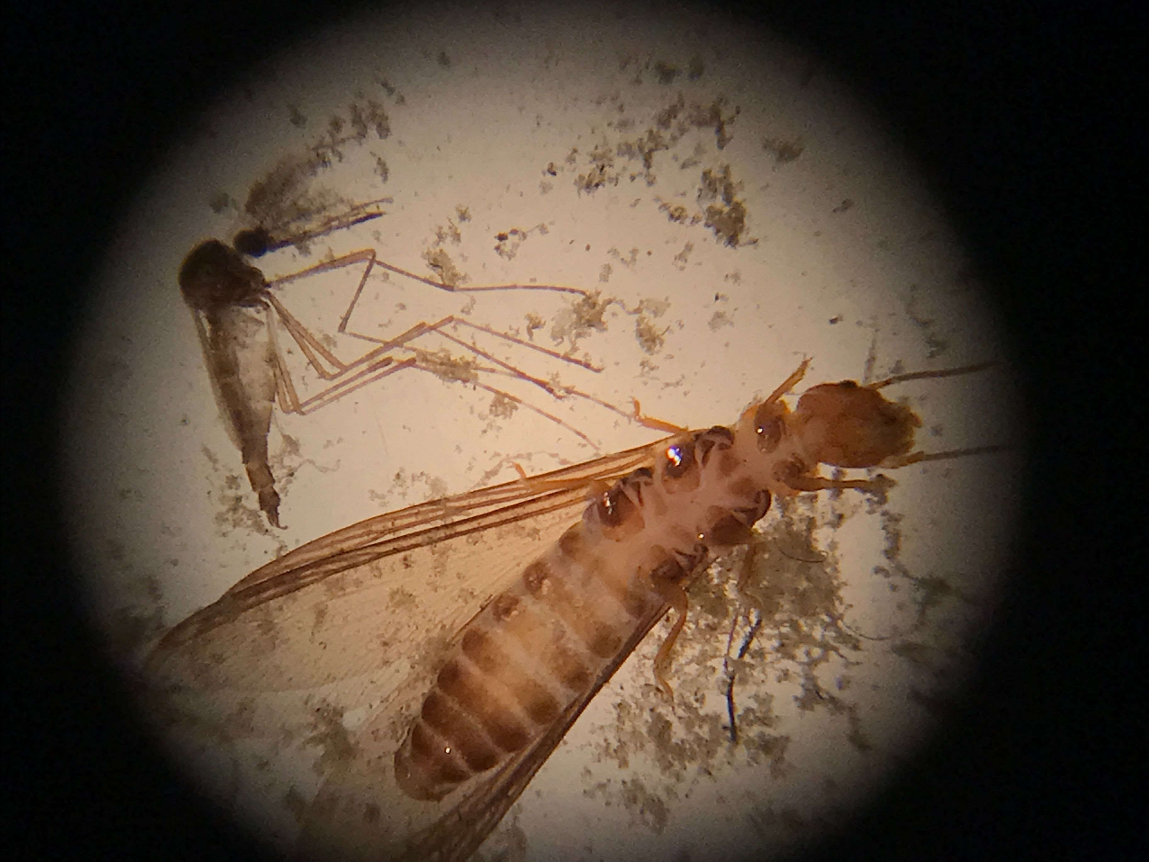 Microscopic image of a student’s water sample that contains a male mosquito (left insect) and a termite (right insect).