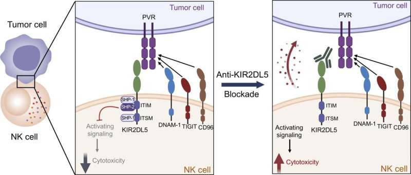 Developing a promising new cancer therapy