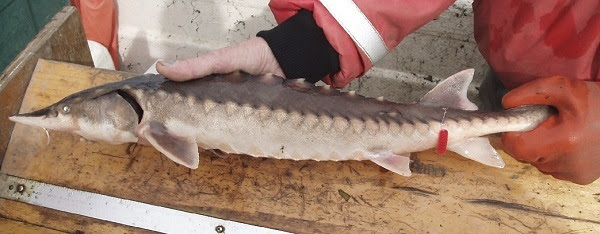 A juvenile sturgeon with a PIT tag used to monitor the movement of the fish.