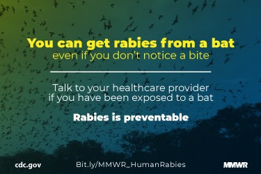 The figure is a photograph of Mexican free-tailed bats with text describing that you can get rabies from a bat and that rabies is preventable.