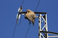 Los tendidos eléctricos siguen friendo pájaros