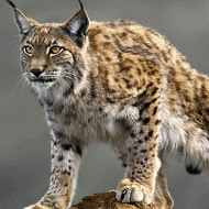 Protection animale...TOUTES LES PETITIONS ! - Page 12 Lynxnews