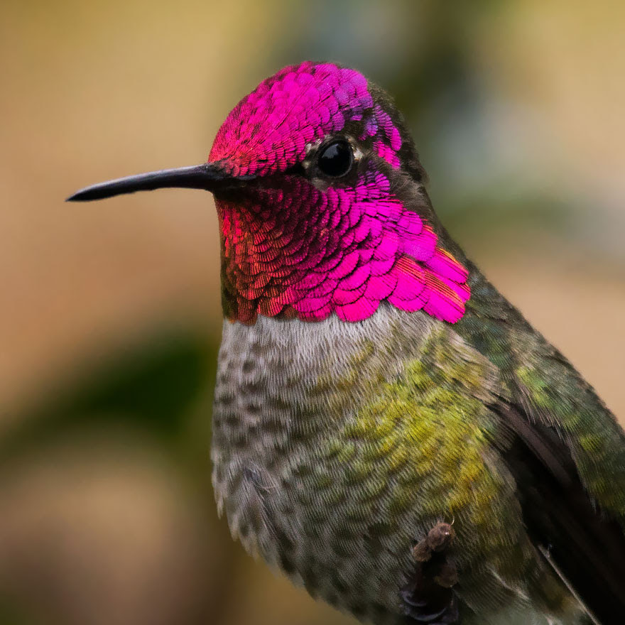 BREATH-TAKING HUMMINGBIRD CLOSE-UPS Cute-beautiful-hummingbird-photography-13