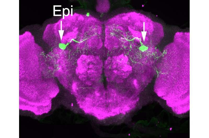 A channel involved in pain sensation can also suppress it