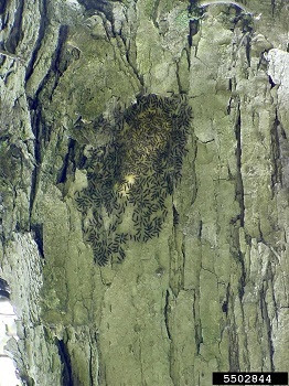 Hundreds of tiny, black caterpillars crawl on and around a fuzzy, tan egg mass on a tree trunk.