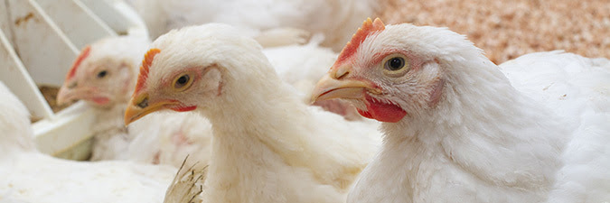 foto de una bandada comercial de pollos