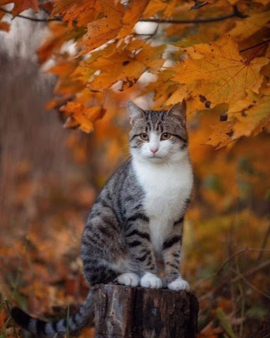 Fall-leaves-Cat-pic
