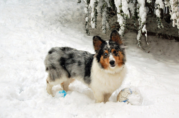 My Dog Toby (Pem Corgi + Shetland Sheepdog Crossbreed)