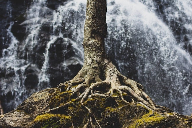 Deep, strong tree roots clinging to the edge of a cliff, waterfall in the background