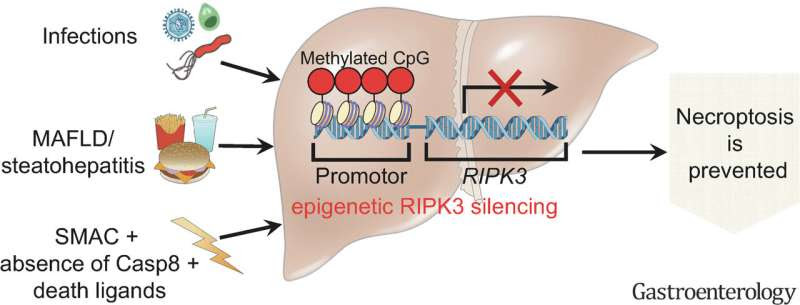 Surprise discovery redirects efforts for treatment of liver disease